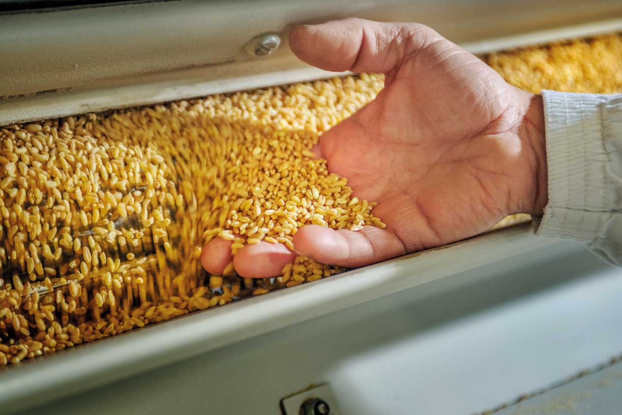 Eine Hand prüft und inspiziert Weizenkörner während der Pasta-Produktion bei La Molisana