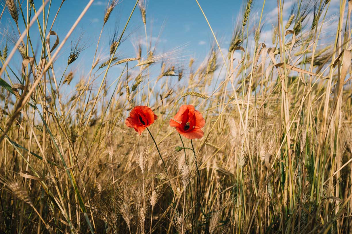 Zwei rote Mohnblumen ragen in einem Weizenfeld heraus und symbolisieren die natürlichen Ursprünge der La Molisana Pasta