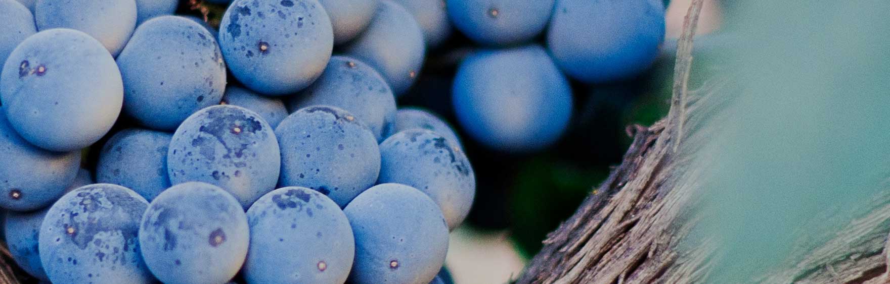 Nahaufnahme von reifen, blauen Weintrauben an einem Weinstock von Cantina di Venosa