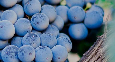 Nahaufnahme von reifen, blauen Weintrauben an einem Weinstock von Cantina di Venosa