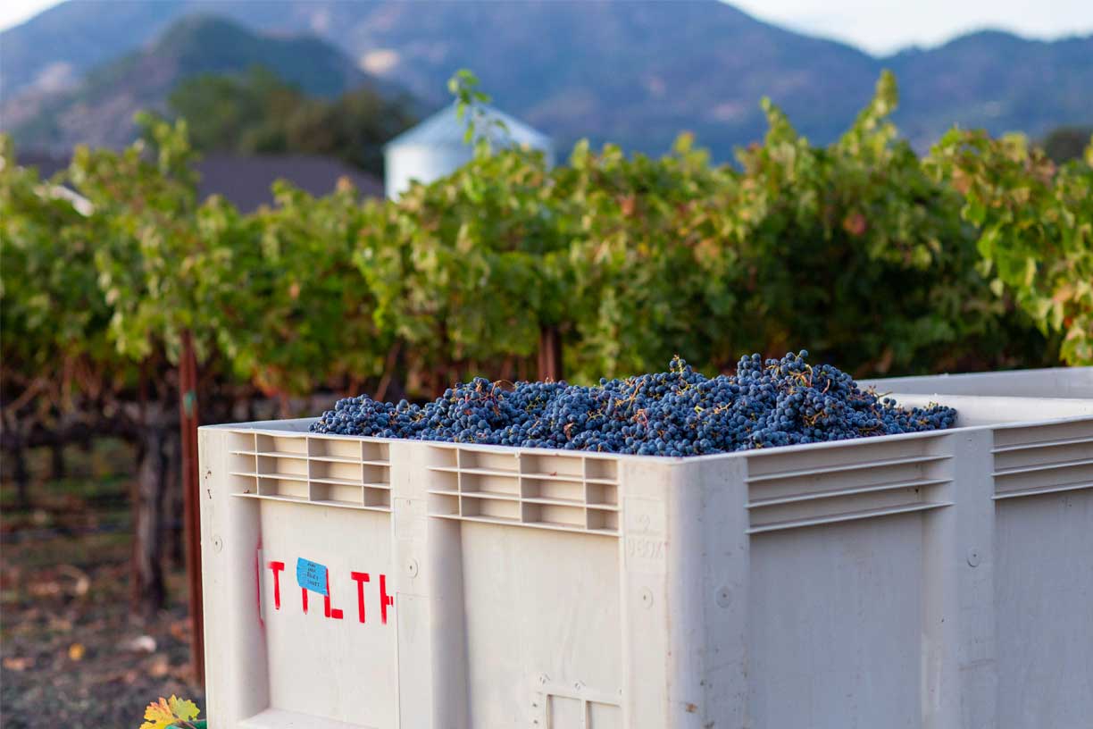 Eine Kiste mit frisch geernteten Aglianico-Trauben inmitten eines Weinbergs, mit Weinreben von Winzer Cantina di Venosa und Bergen im Hintergrund