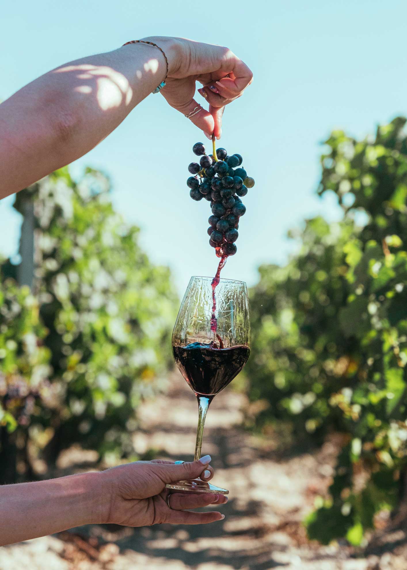 Eine Hand hält eine Traube der Aglianico-Rebsorte über einem Glas Rotwein, wobei der Saft der Trauben in das Glas tropft. Im Hintergrund sind Weinreben von Winzer Cantina di Venosa zu sehen