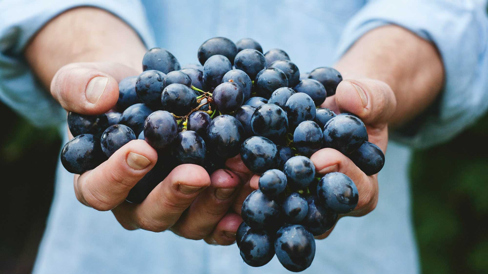 Hände eines Winzers von Cantina di Venosa halten frische Aglianico-Trauben, die für die Weinproduktion verwendet werden