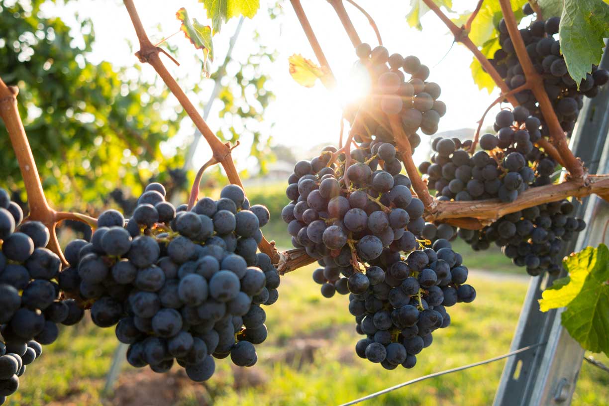 Trauben in der Sonne hängend, bereit zur Ernte in einem Weingut von Winzer Cantina di Venosa