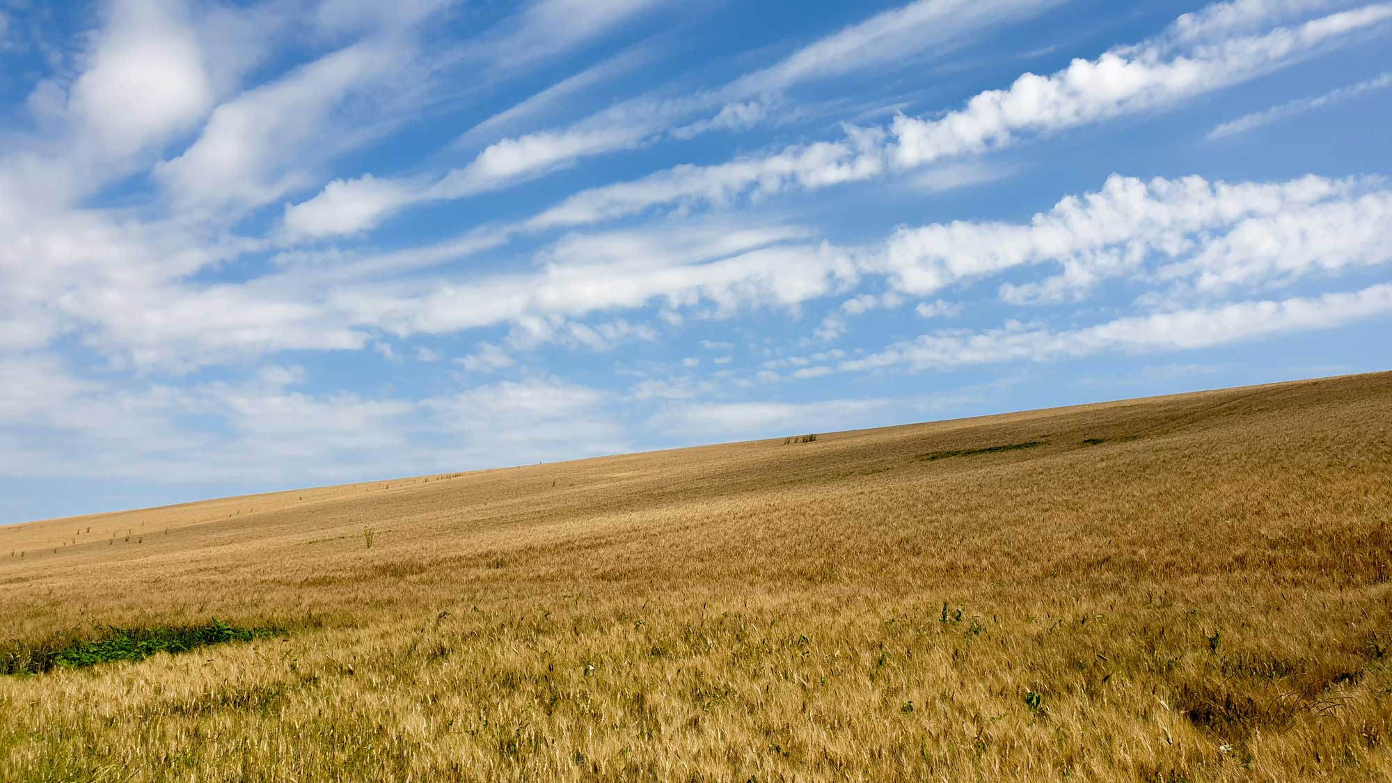 Ein weitläufiges Weizenfeld, das von Caputo für die Herstellung ihrer Mehlsorten angebaut wird. Der blaue Himmel mit weißen Wolken ergänzt die idyllische Landschaft