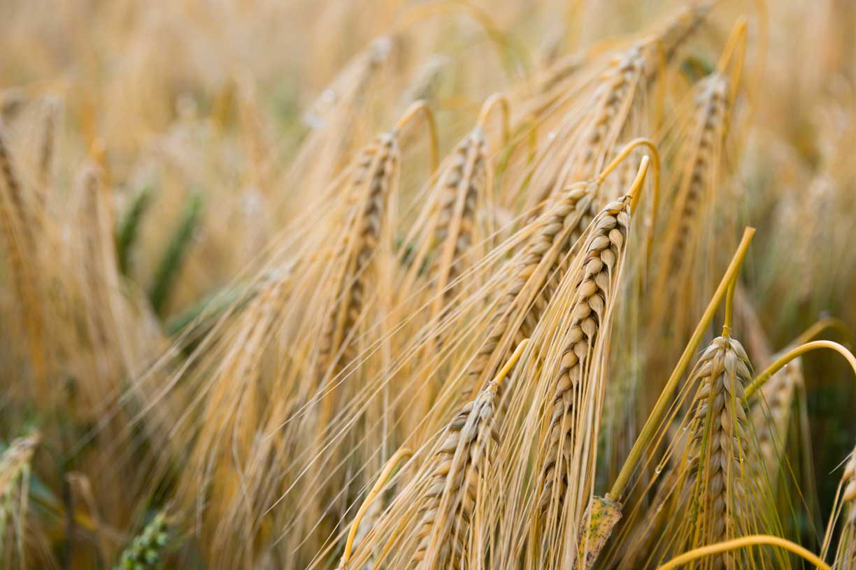 Nahaufnahme von reifen Weizenähren in einem Feld, das Caputo für die Produktion seiner Premium-Mehle verwendet. Die goldenen Halme glänzen in der Sonne