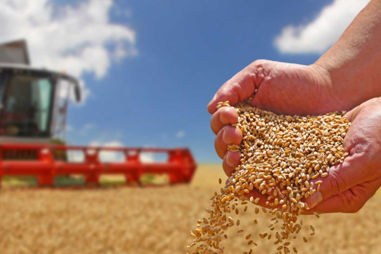 Nahaufnahme von Händen, die Weizenkörner halten, während im Hintergrund ein landwirtschaftlicher Mähdrescher im Einsatz ist. Der Mehlproduzent Mulino Caputo