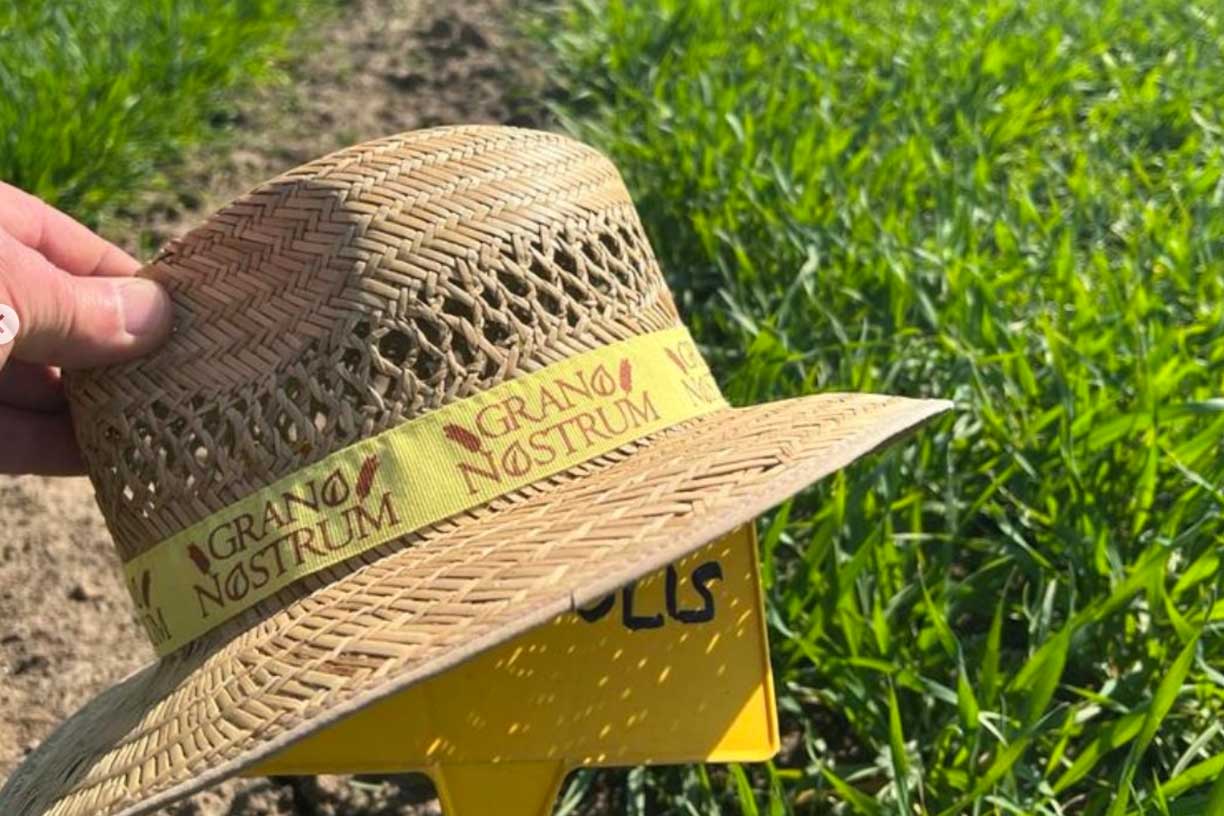 Ein Strohhut mit der Aufschrift “Grano Nostrum”, einer Marke von Caputo, wird von einer Hand gehalten. Im Hintergrund erstreckt sich ein üppiges Getreidefeld, das für die Mehlproduktion von Caputo verwendet wird