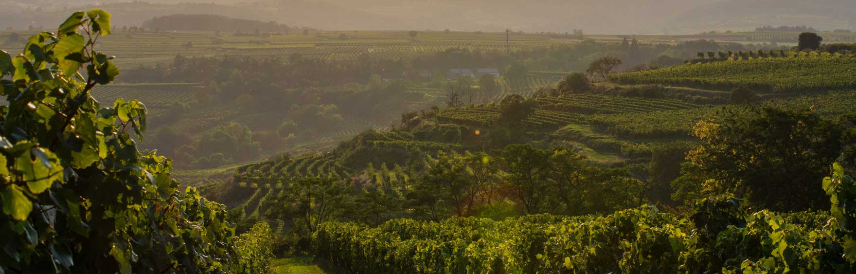 Weinberge des Weinguts Conte Vistarino in den sanften Hügeln von Rocca de’ Giorgi bei Sonnenuntergang