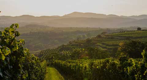 Weinberge des Weinguts Conte Vistarino in den sanften Hügeln von Rocca de’ Giorgi bei Sonnenuntergang