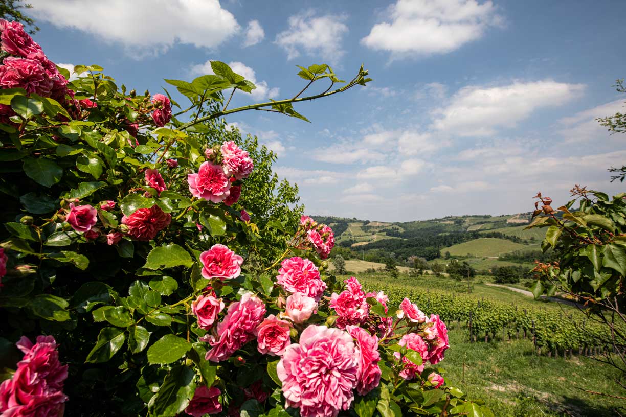 Ein blühender Strauch mit rosa Rosen im Vordergrund und den grünen Hügeln des Weinguts Conte Vistarino im Hintergrund unter einem klaren, blauen Himmel