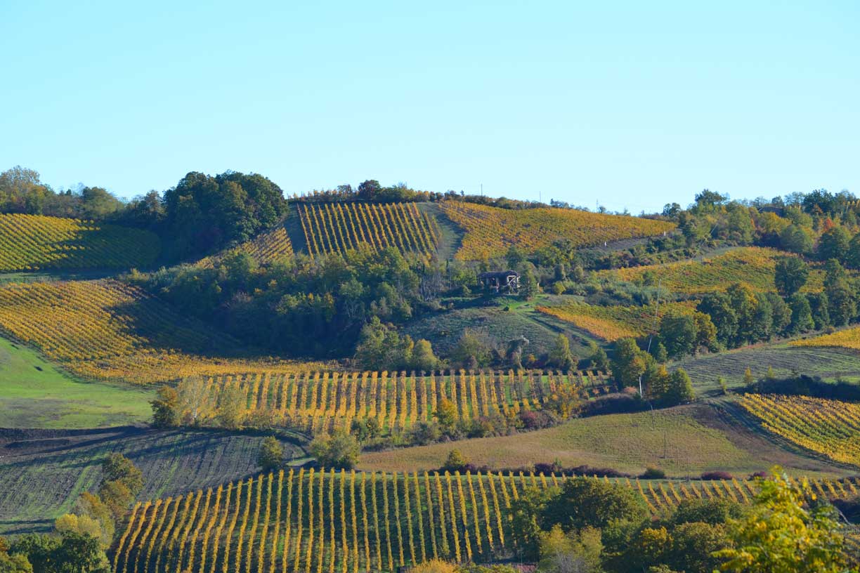 Weinreben in leuchtenden Herbstfarben bedecken die Hügel des Weinguts Conte Vistarino in einem goldenen Sonnenlicht, das die landschaftliche Schönheit betont