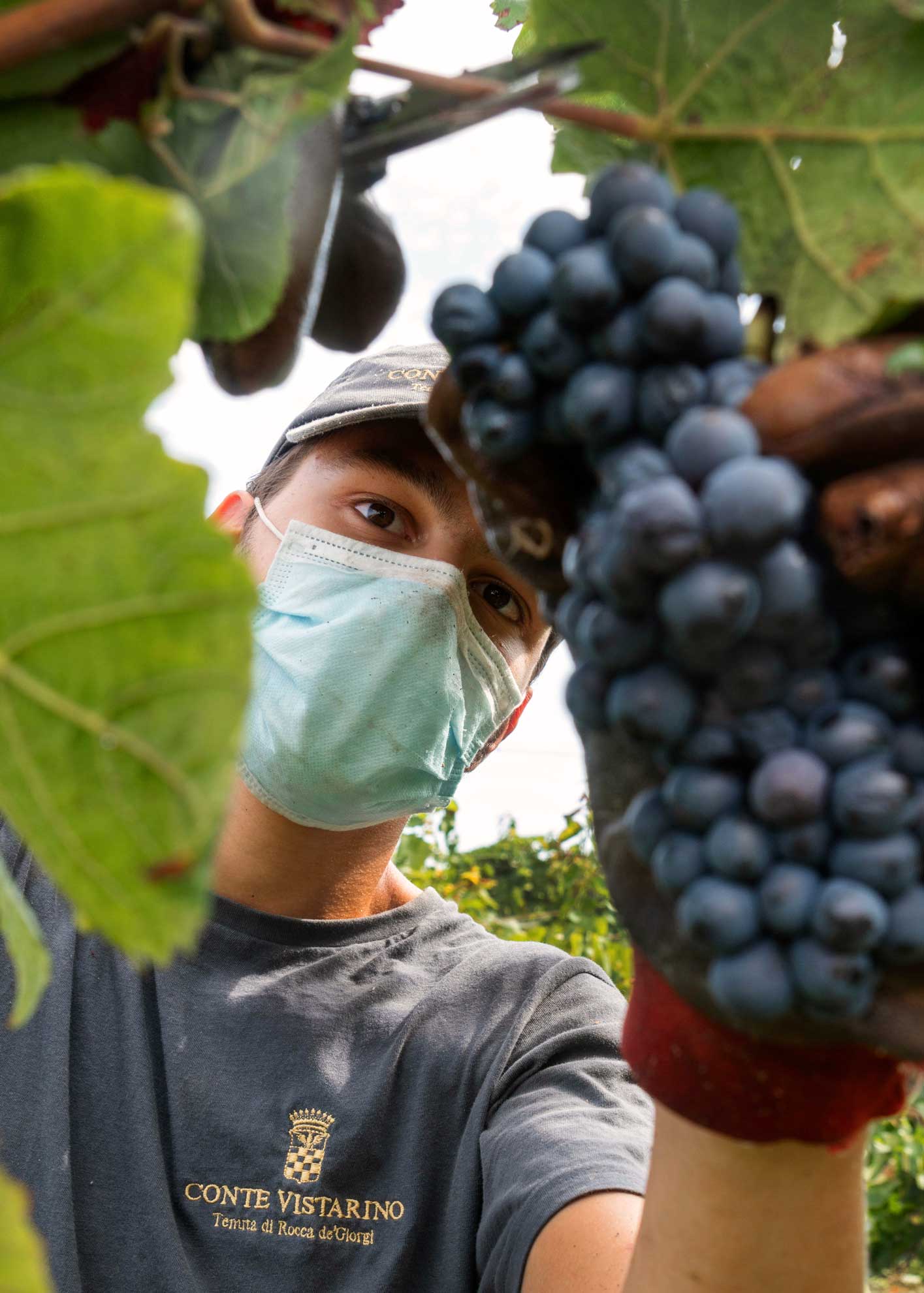 Ein junger Arbeiter des Weinguts Conte Vistarino, der eine Gesichtsmaske trägt, erntet blaue Trauben direkt von der Rebe, umgeben von grünen Blättern