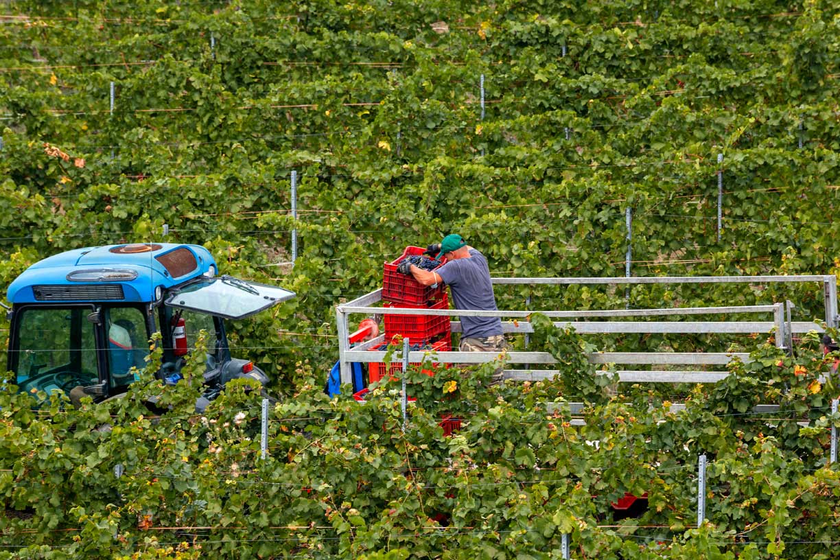 Ein Weinberg mit einem blauen Traktor und einem Arbeiter, der rote Kisten voller Weintrauben stapelt. Der Weinberg gehört zum Weingut Conte Vistarino in der Region Tenuta di Rocca de’ Giorgi