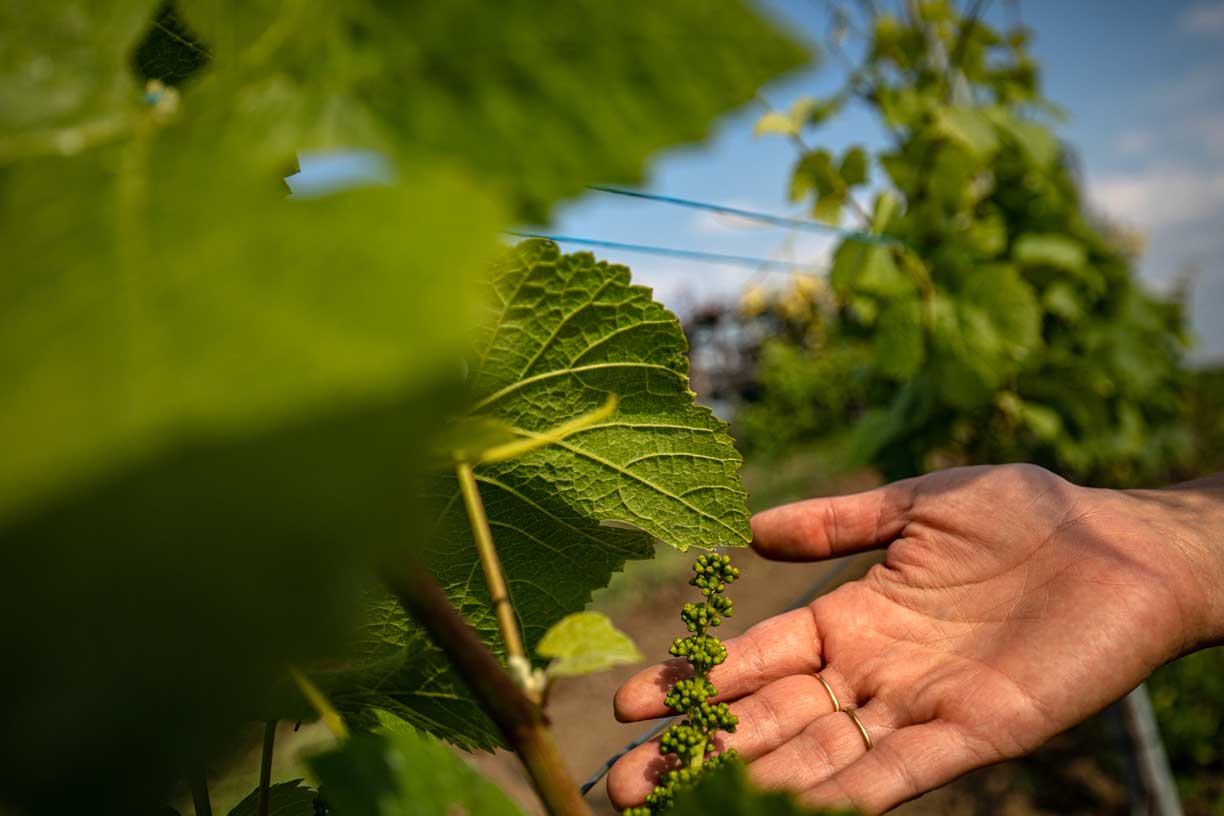 Eine Hand hält ein kleines Traubenbündel an einem Weinstock, umgeben von großen grünen Blättern. Die Szene zeigt den Weinberg des Weinguts Conte Vistarino in der Region Tenuta di Rocca de’ Giorgi