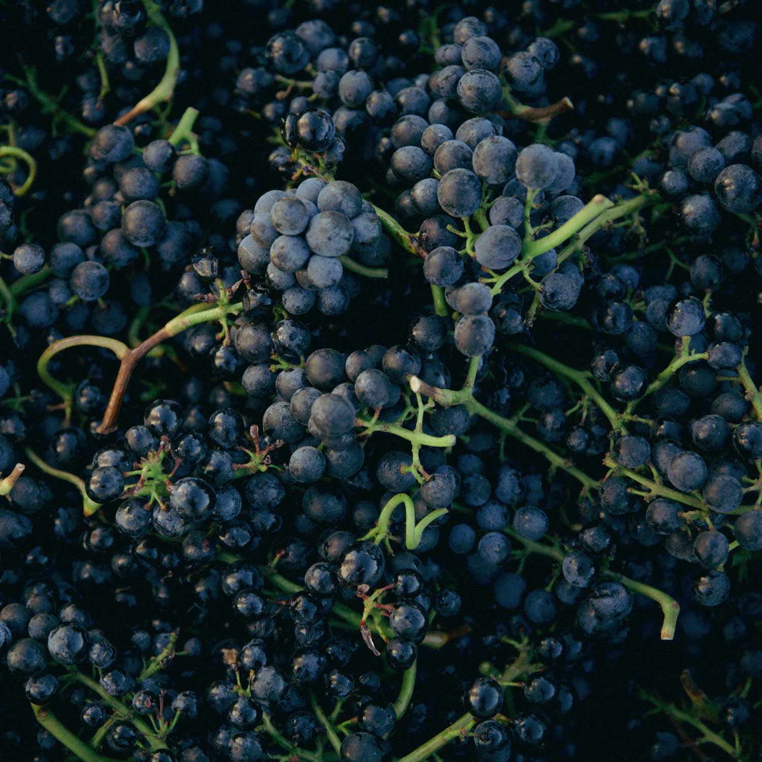 Eine Nahaufnahme von frisch geernteten Pinot Noir Trauben des Weinguts Conte Vistarino. Die dunkelblauen Trauben liegen dicht beieinander und zeigen die feine Struktur der Traubenhaut