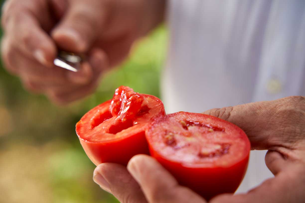 Nahaufnahme einer reifen Tomate, die in zwei Hälften geschnitten ist, in den Händen eines Mutti-Landwirts