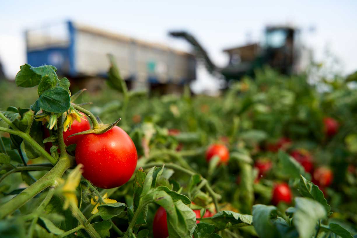 Nahaufnahme von reifen Tomaten an der Pflanze in einem Mutti-Tomatenfeld, mit landwirtschaftlichen Maschinen im Hintergrund