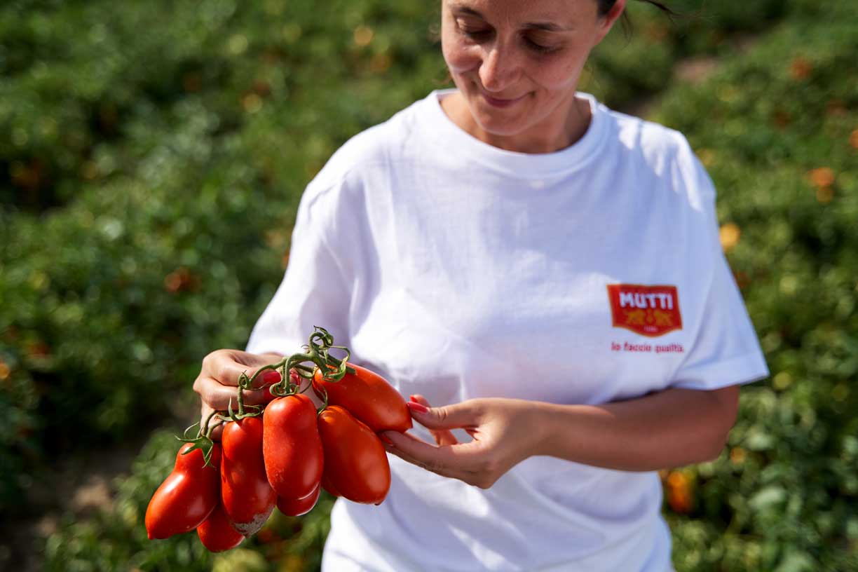 Tomatenpflückerin im Mutti-Feld, die reife Tomaten in der Hand hält