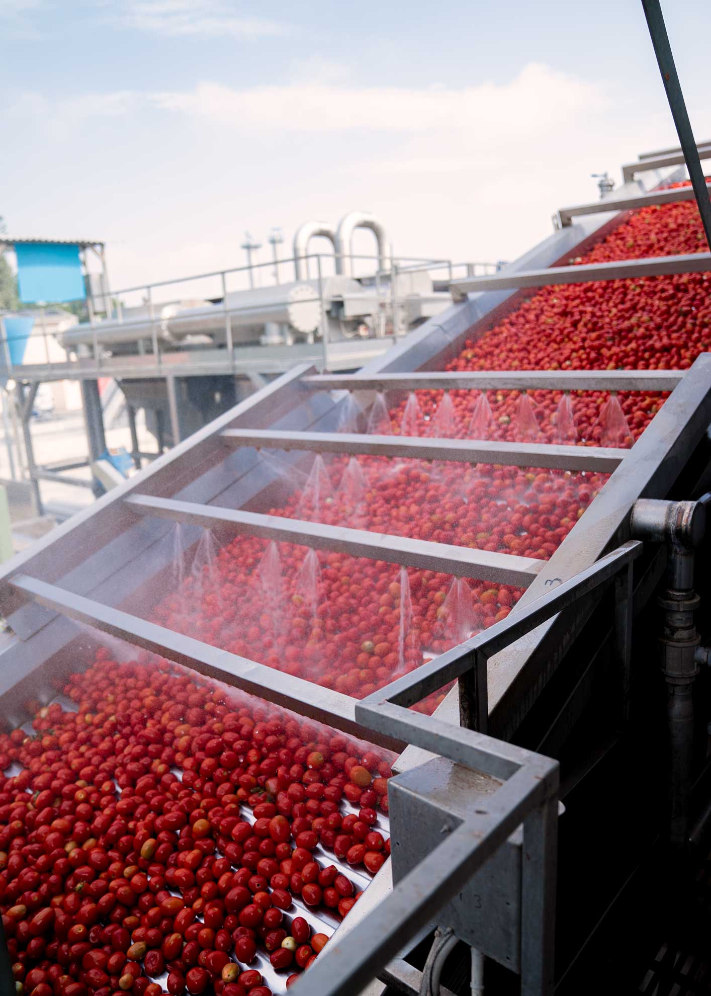 Tomatenwaschstation in einer Mutti-Fabrik, wo frische Tomaten für die Verarbeitung vorbereitet werden