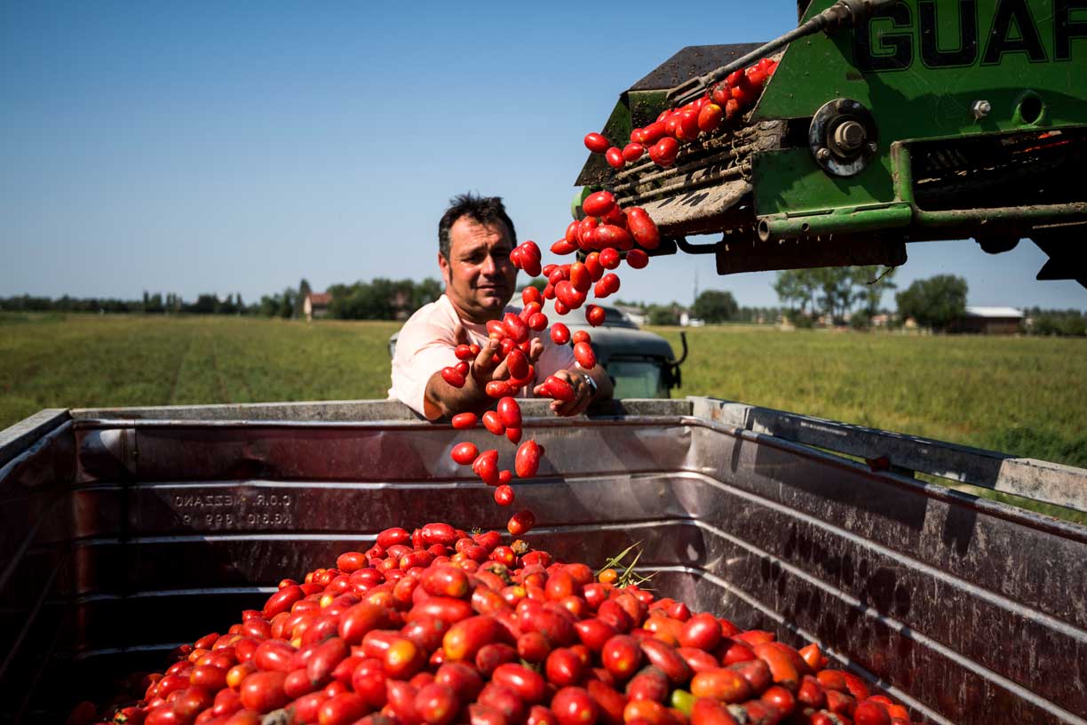 Mutti-Landwirt lädt Tomaten in einen Anhänger