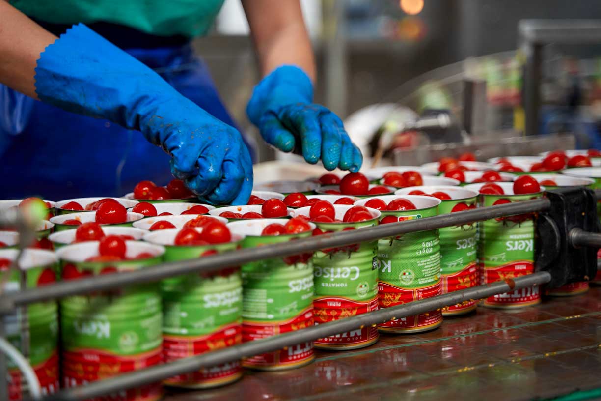 Arbeiter mit blauen Handschuhen, die Mutti-Tomaten in Dosen verpacken, in einer Mutti-Fabrik