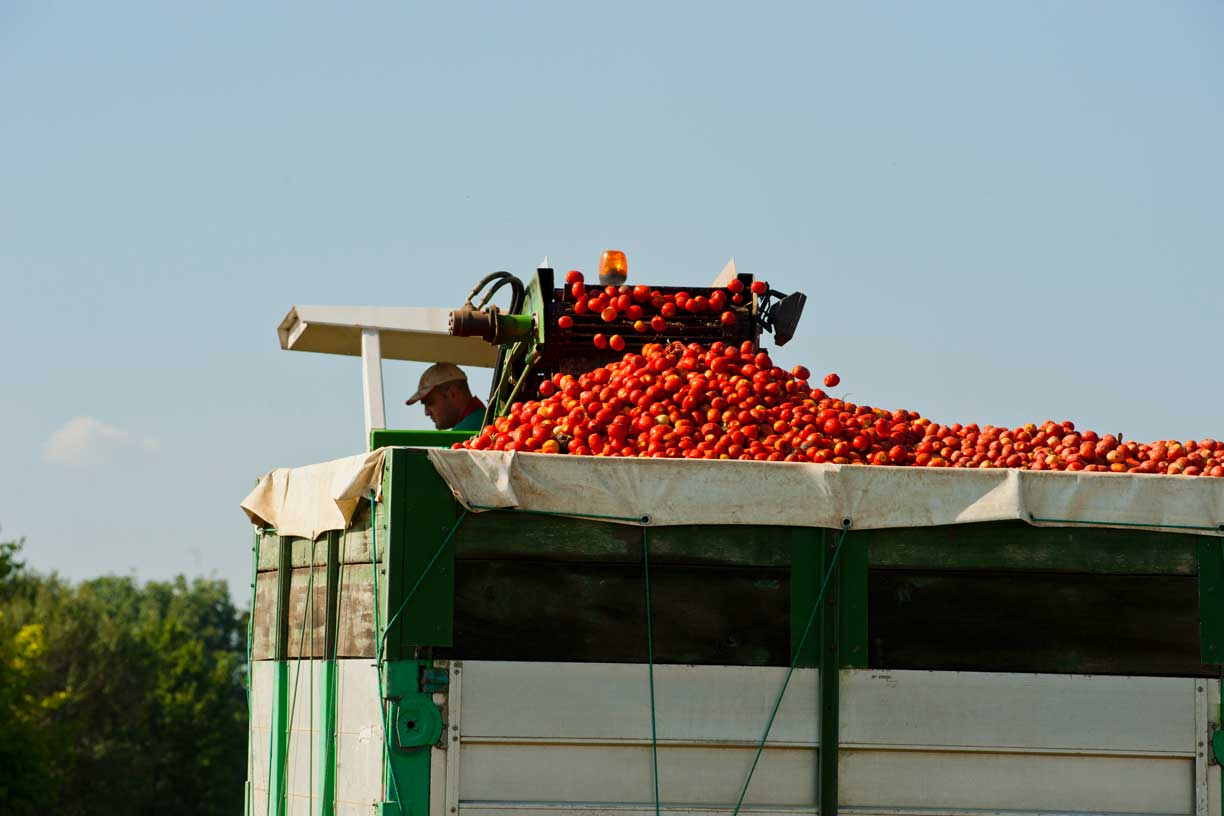 Ein Mutti-Landwirt überblickt eine große Ladung frischer Tomaten in einem Anhänger während der Ernte