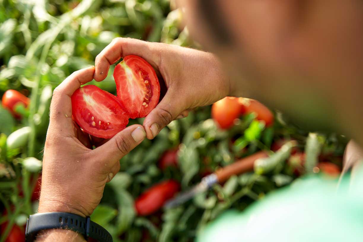 Mutti-Landwirt hält eine reife Tomate, aufgeschnitten in zwei Hälften, in einem Tomatenfeld