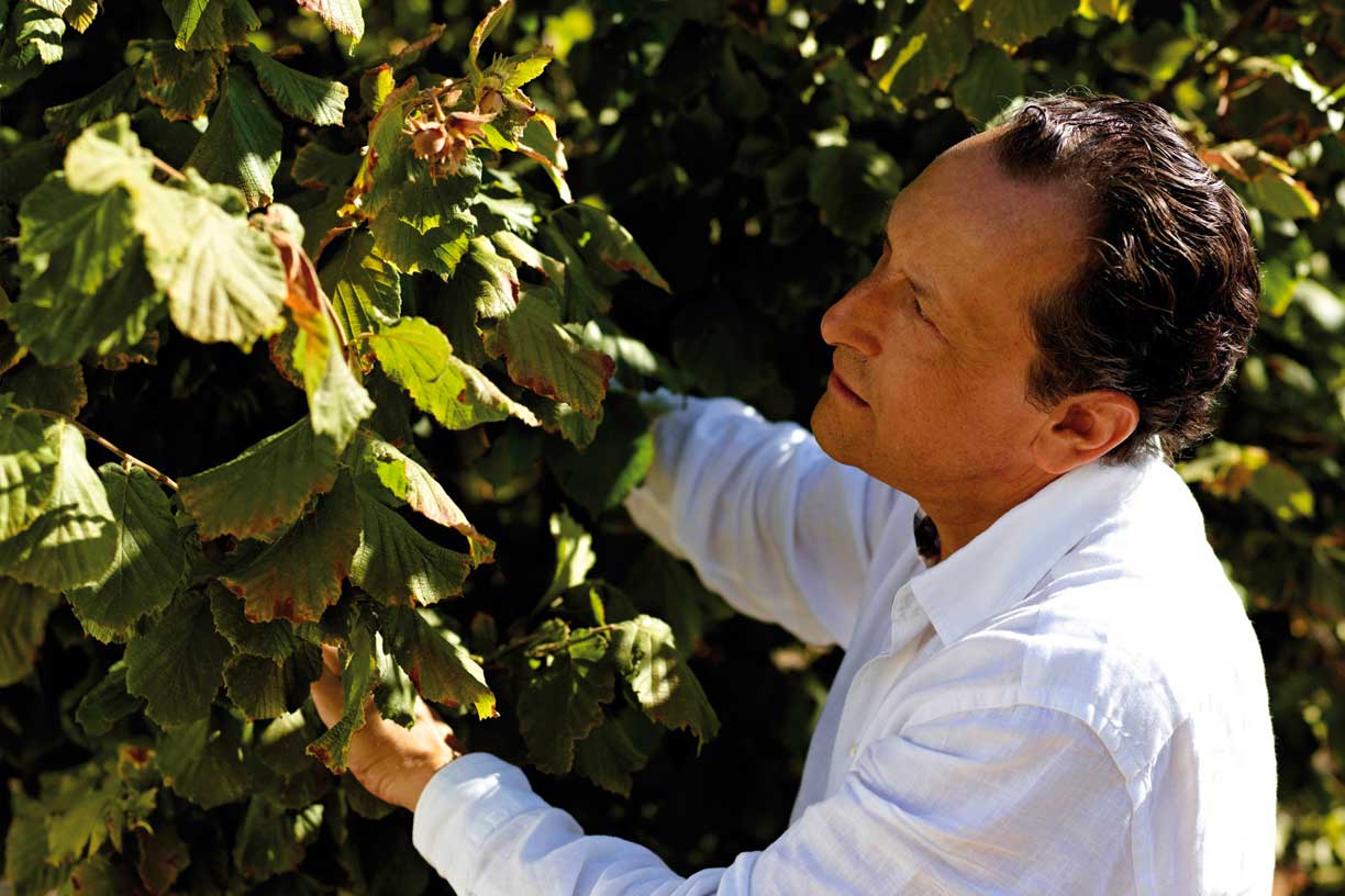 Ein Vertreter von Antica Torroneria Piemontese prüft sorgfältig die Haselnussbäume und verdeutlicht das Engagement der Marke für Qualitätskontrolle und traditionelle Handwerkskunst bei der Auswahl hochwertiger Zutaten