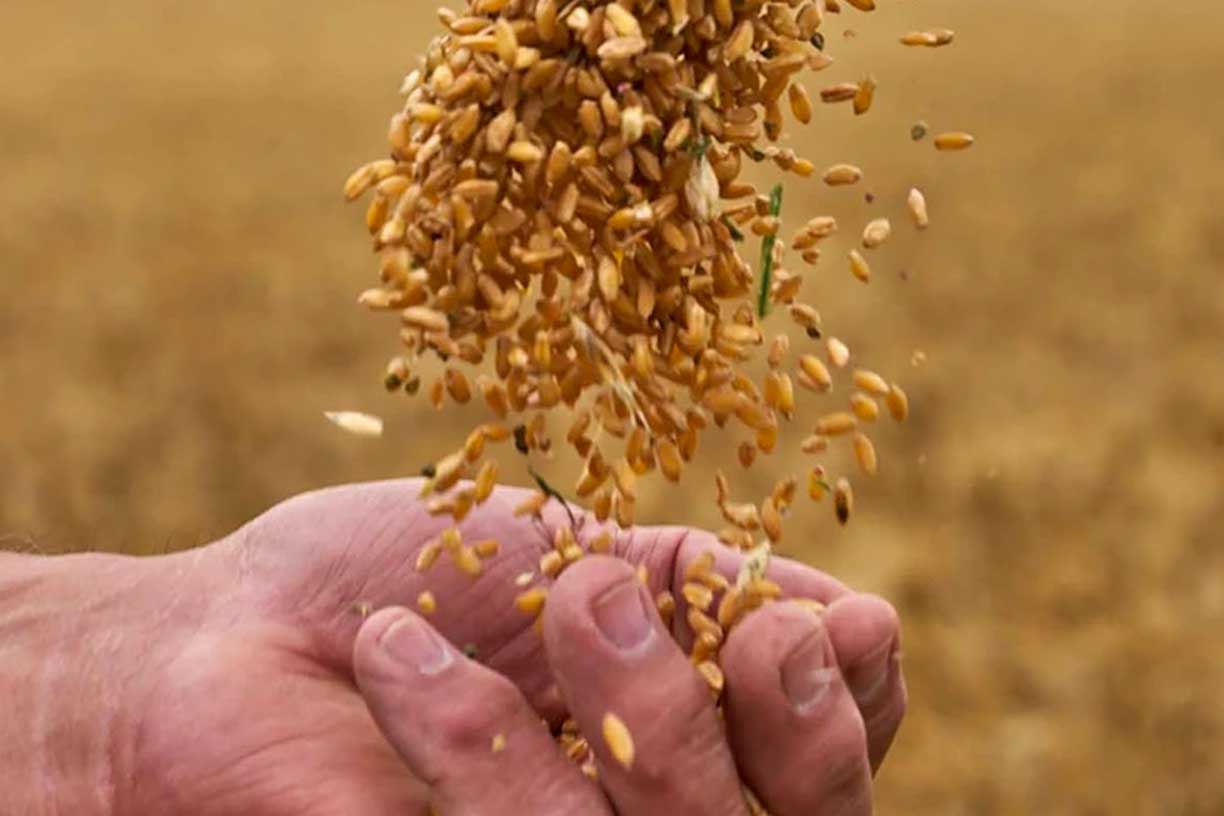 Nahaufnahme von Getreidekörnern, die aus einer Hand fallen. Symbol für die hochwertigen Zutaten, die von Pastificio Gentile für die Herstellung ihrer traditionellen Pasta verwendet werden