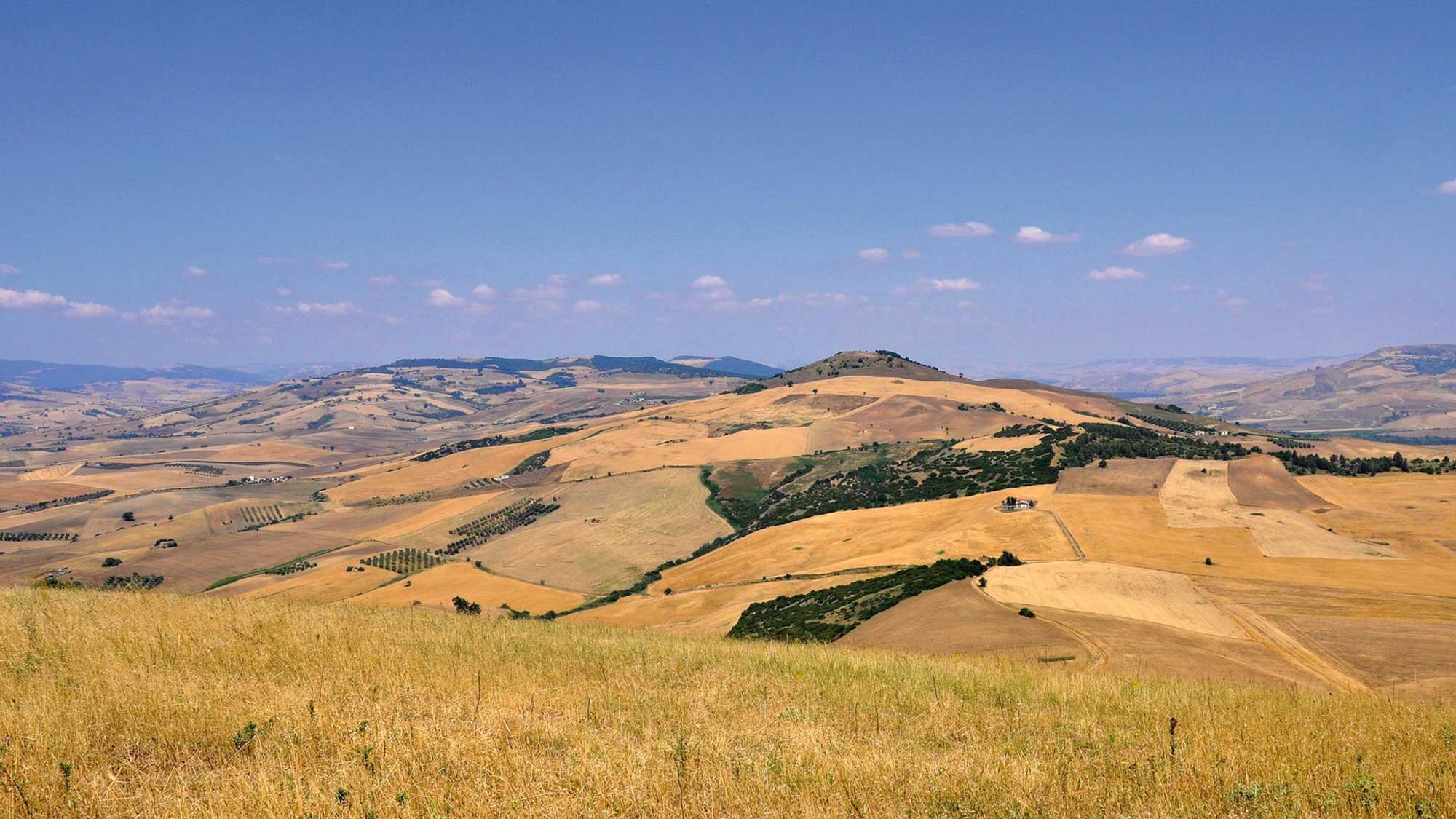 Eine Panoramaaufnahme der weiten, hügeligen Weizenfelder unter einem klaren blauen Himmel in der Region um Gragnano, wo Pastificio Gentile die besten Rohstoffe für ihre Pasta gewinnt