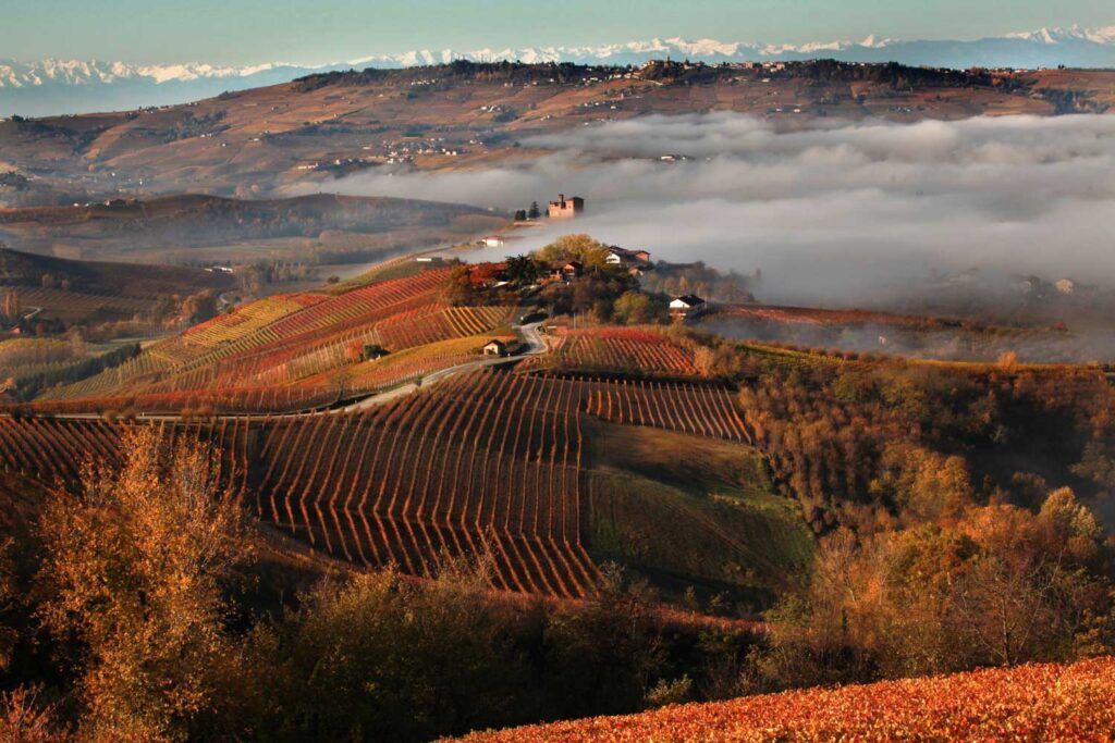 Ein atemberaubender Blick auf die Barolo-Weinberge im Herbst, mit bunten Reihen von Weinreben und nebligen Hügeln im Hintergrund, die die malerische Natur der Region einfangen.