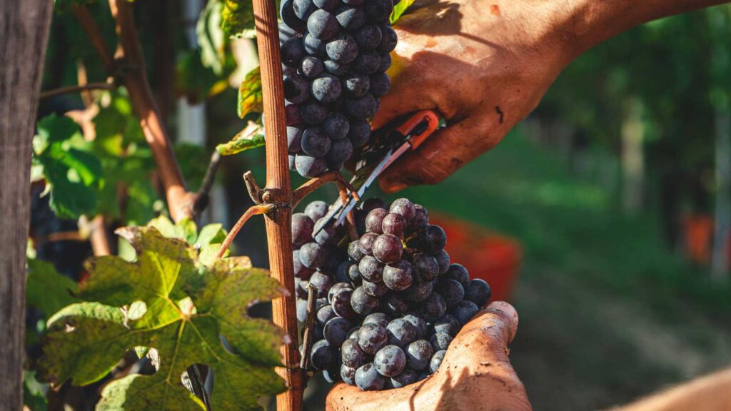 Nahaufnahme von Nebbiolo dunkelvioletten Trauben, die von den Händen eines Winzers sorgfältig geerntet werden, umgeben von grünen Blättern in einem Weinberg.