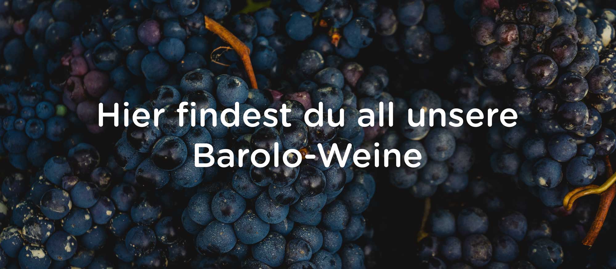 Hier findest Du all unsere Barolo-Weine