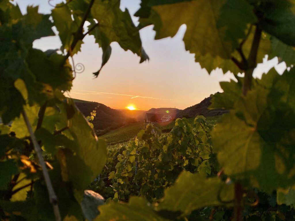 omantischer Sonnenuntergang über den Weinbergen von Franciacorta, eingerahmt von leuchtend grünen Reben – Sinnbild für die Harmonie von Natur, Tradition und italienischem Weinbau.