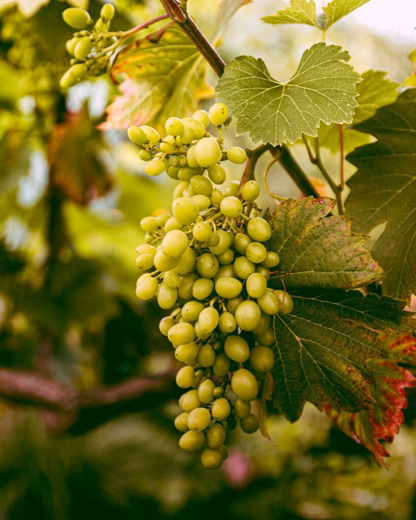 Nahaufnahme grüner Chardonnay-Trauben in Franciacorta – eine der edlen Rebsorten, die die Basis für den eleganten Schaumwein der Region bilden