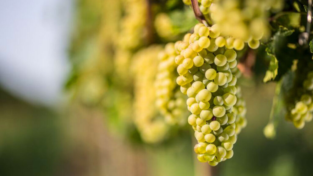 Nahaufnahme von grünen Trauben einer Weinrebe, bereit für die Ernte, die die Grundlage für den hochwertigen Franciacorta-Schaumwein bilden.