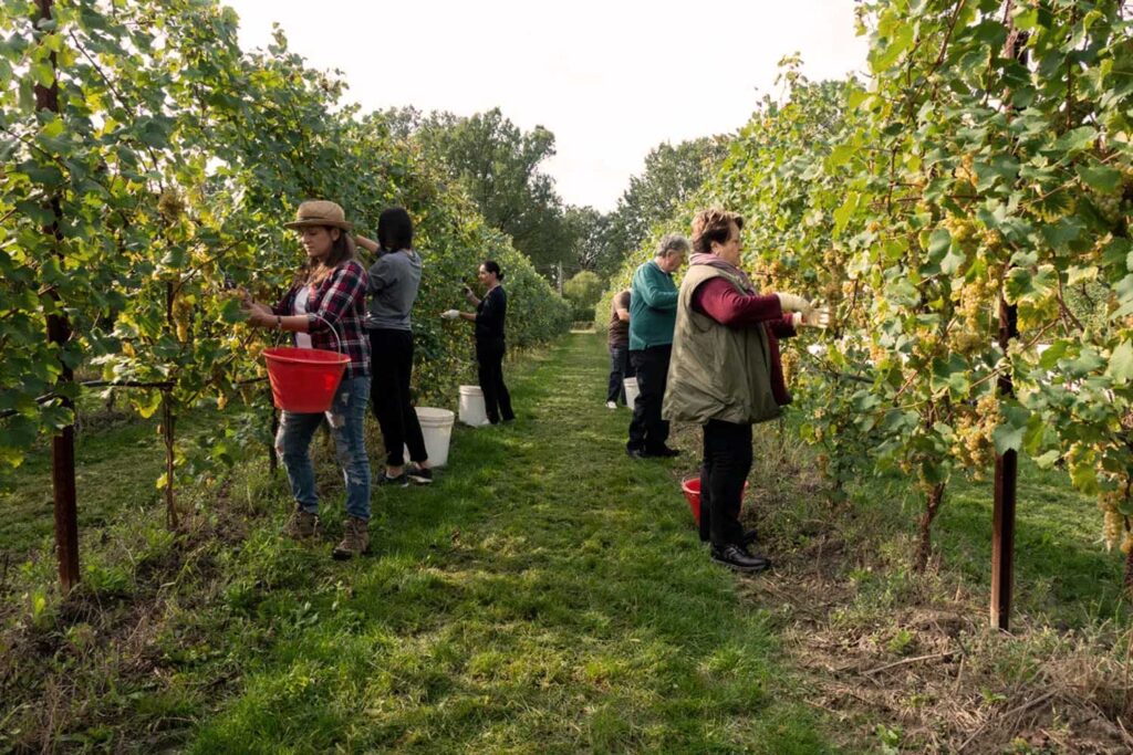 Menschen ernten Trauben in einem Weinberg für die Herstellung von Aceto Balsamico.