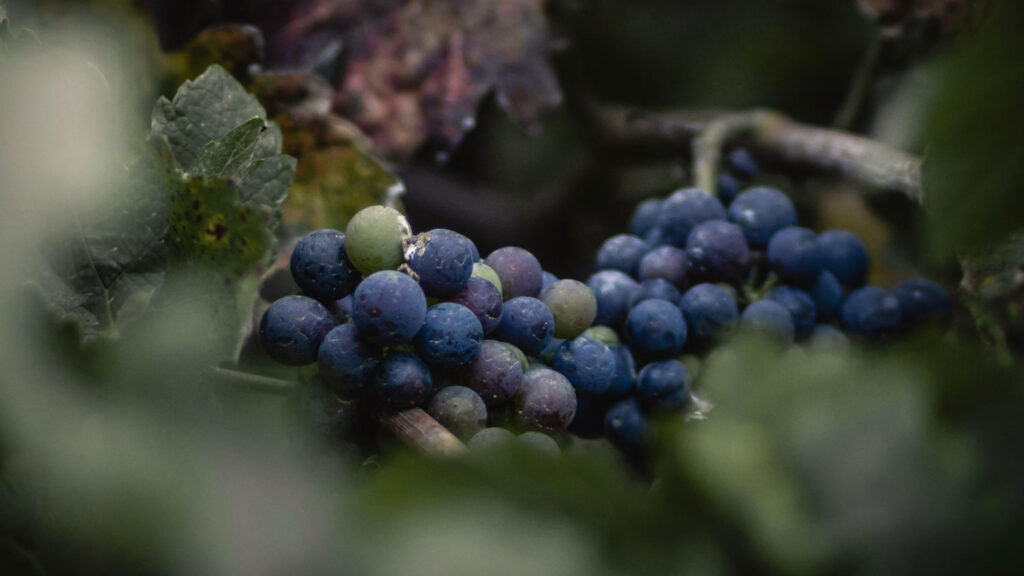 Eine Nahaufnahme von tiefblauen, noch am Weinstock hängenden Trauben, die in der Produktion von Aceto Balsamico verwendet werden.