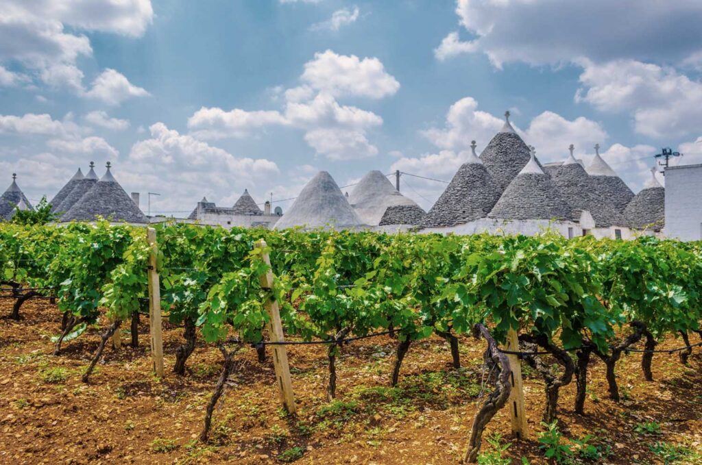 Malerischer Weinberg in Apulien mit den typischen Trulli-Häusern im Hintergrund. Die Region ist bekannt für ihre hervorragenden Primitivo-Weine, die hier unter idealen klimatischen Bedingungen gedeihen. Die einzigartige Landschaft und die jahrhundertealte Weinbautradition machen Apulien zu einer der spannendsten Weinregionen Italiens.