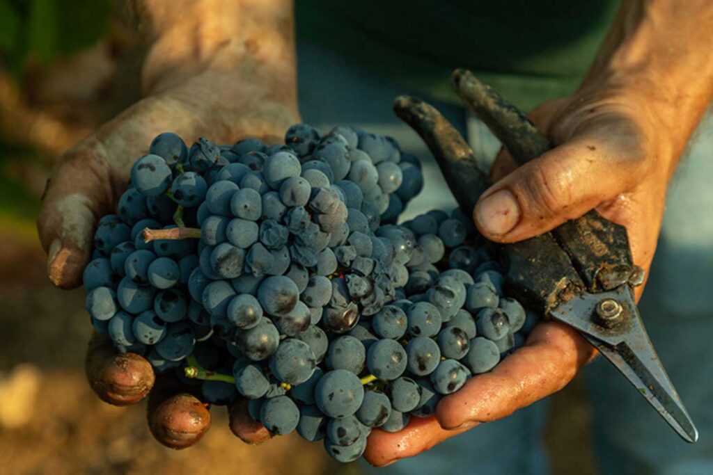 Nahaufnahme von reifen Primitivo-Trauben in den Händen eines Winzers während der Ernte in Apulien. Die dunkelblauen Beeren sind mit einem feinen Nebel von natürlichem Wachs überzogen.