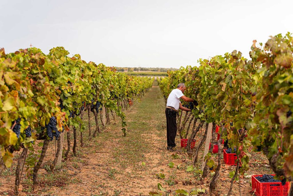 Ein älterer Winzer erntet von Hand die dunkelroten Primitivo-Trauben in einem traditionellen Weinberg in Apulien. Rote Erntekisten stehen zwischen den Reben.