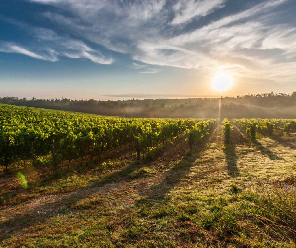 Ein weitläufiger Primitivo-Weinberg erstreckt sich bis zum Horizont, während die Sonne langsam untergeht und die Reben in goldenes Licht taucht.