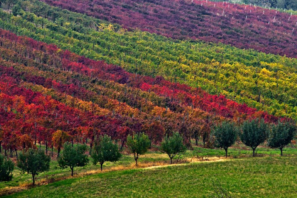 Ein herbstlicher Weinberg mit Reihen von Rebstöcken in verschiedenen Farbtönen – von Grün bis tiefem Rot –, die die malerische Landschaft von Emilia-Romagna prägen.