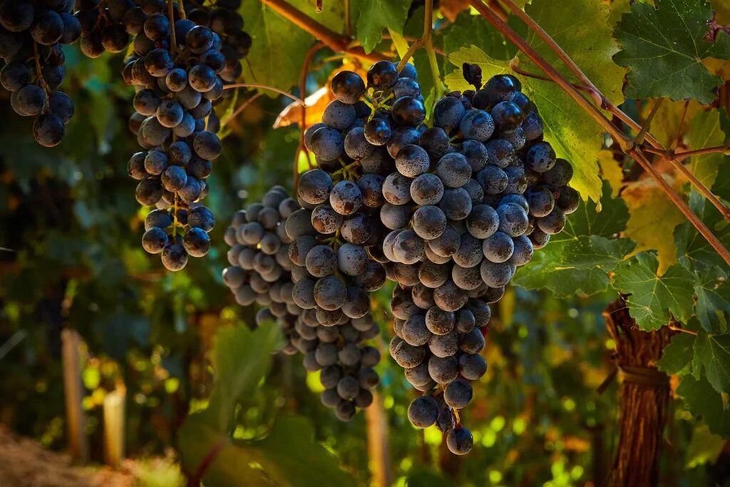 Nahaufnahme eines reifen Lambrusco-Traubenclusters, das in der Sonne leuchtet, umgeben von grünen Blättern in einem italienischen Weinberg.