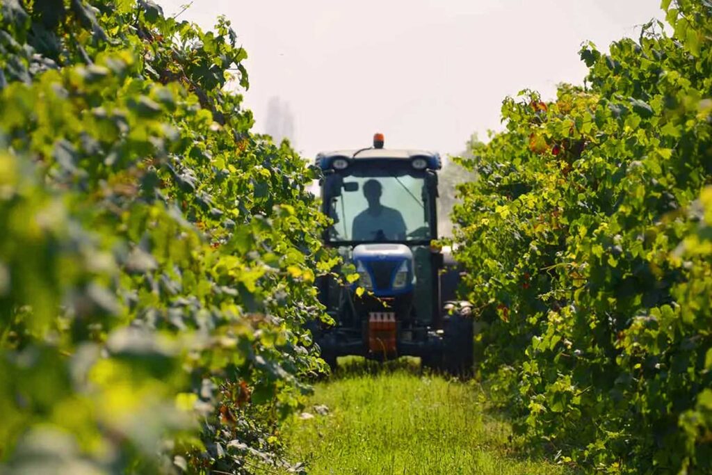 Ein Traktor fährt durch die grünen Weinberge der Emilia-Romagna, während ein Winzer zwischen den Rebstöcken arbeitet.