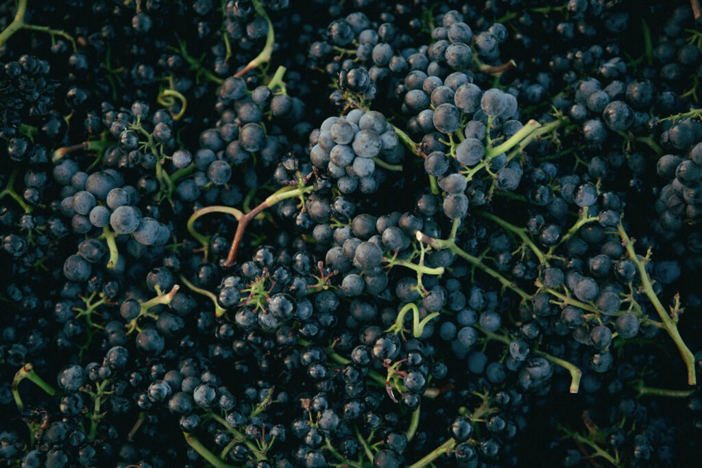 Frisch geerntete, dunkle Lambrusco-Trauben dicht aneinanderliegend, fotografiert in natürlichem Licht für die Darstellung der Rebsorte.