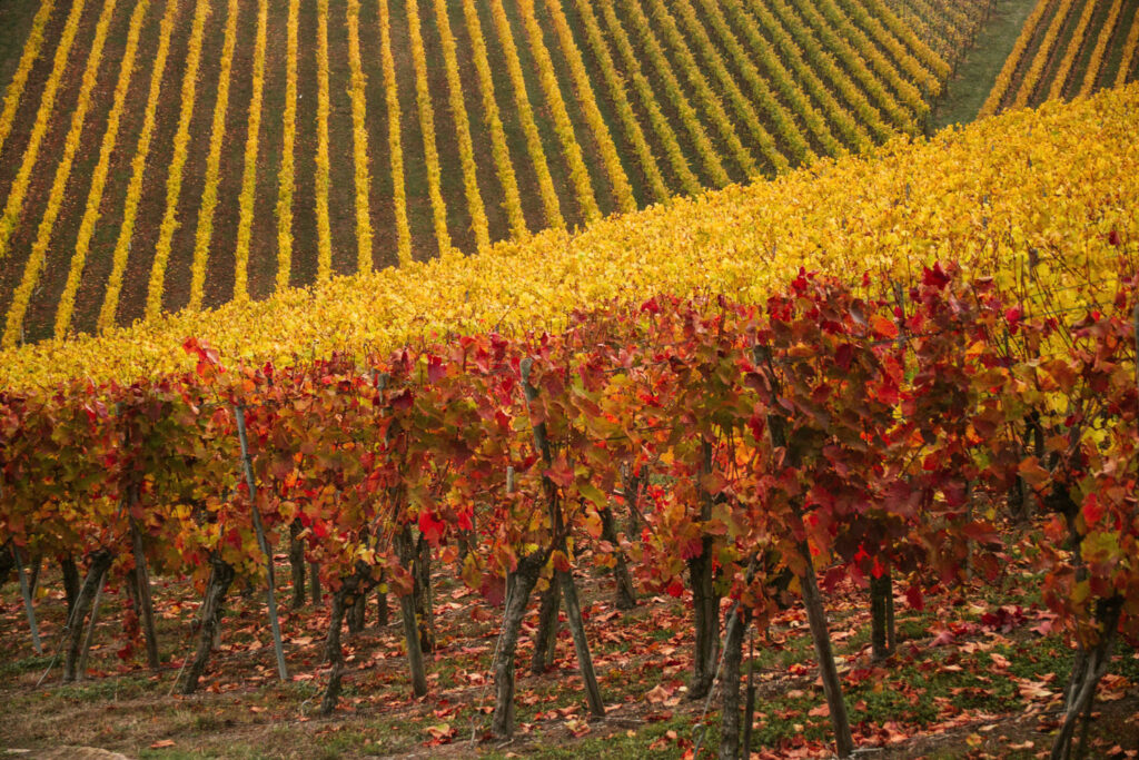 Leuchtend gelbe und rote Lambrusco-Weinberge im Herbst, in präzisen Reihen angeordnet, vor sanftem Hügelland unter bewölktem Himmel.