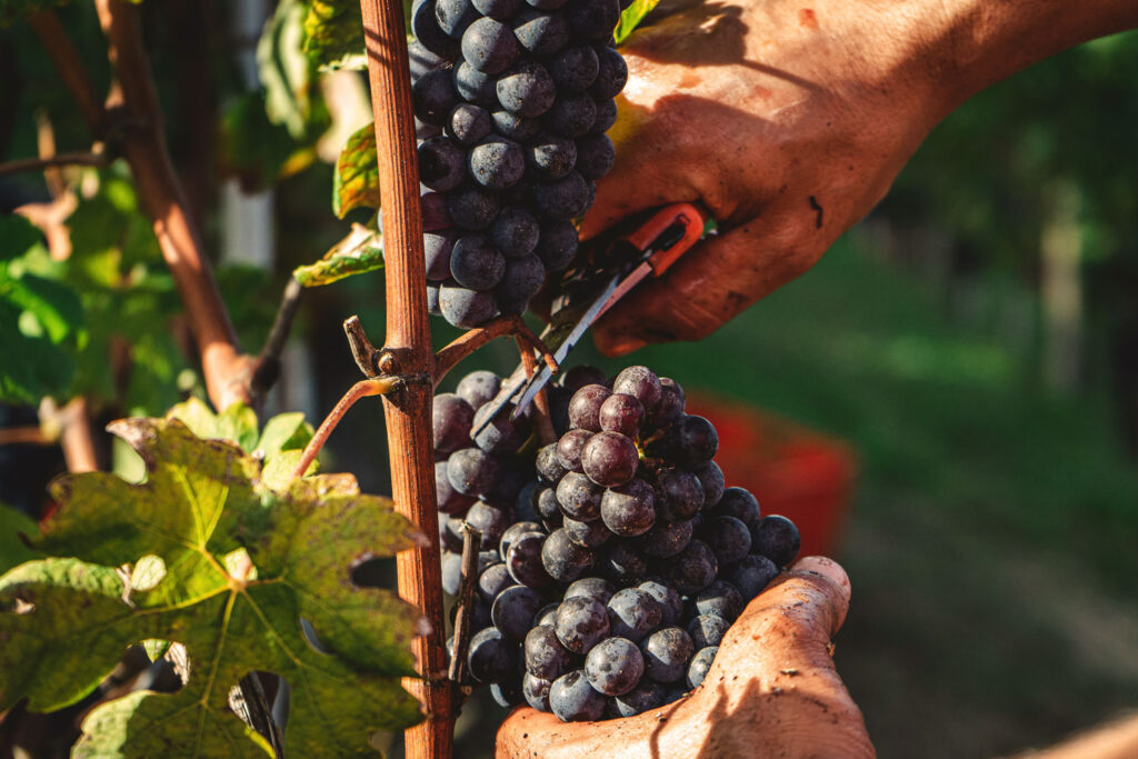 Nahaufnahme einer traditionellen Handlese von Lambrusco-Trauben, bei der ein Winzer mit der Schere eine reife Traube direkt am Rebstock abschneidet.
