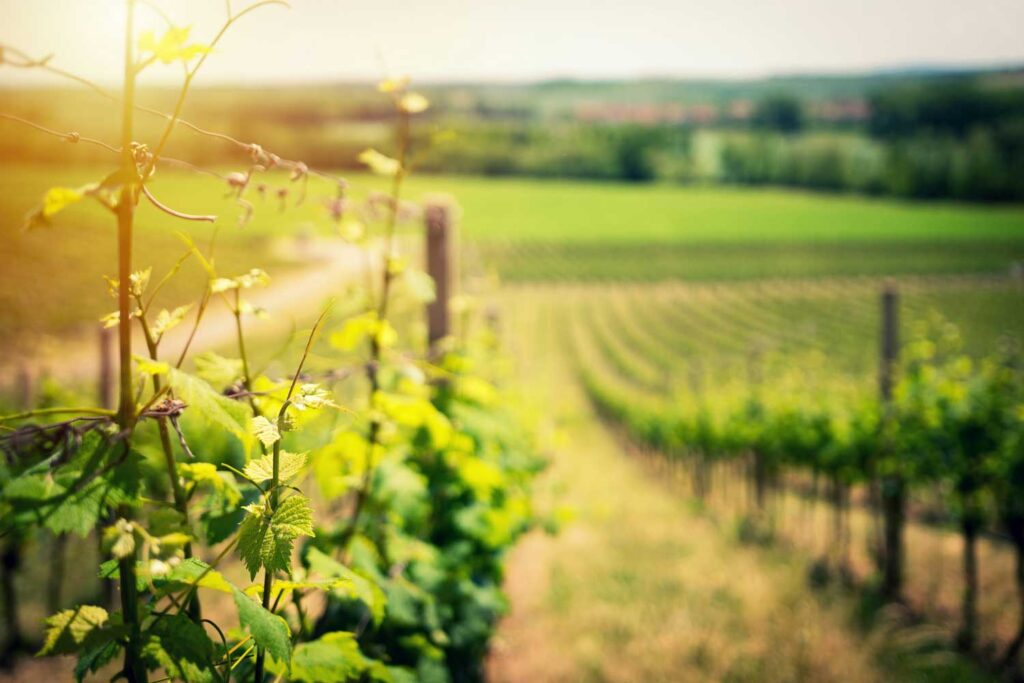 Ein sonnenverwöhnter Weinberg mit grünen Reben und jungen Trieben, die entlang von Holzpfählen in die Ferne führen.